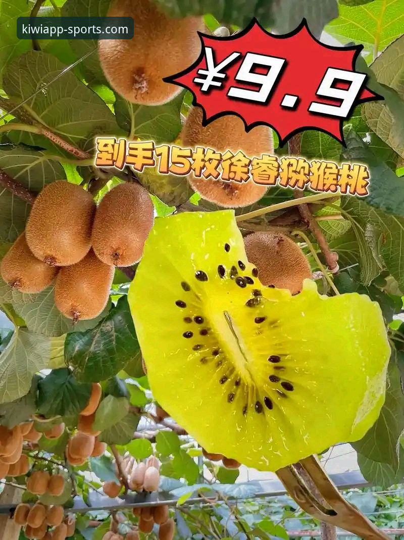 奇异果体育直播平台iOS版深度解析：功能、性能与用户体验全面评测
